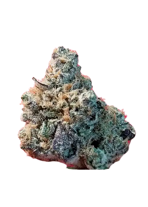 Watermelon Zum Zum by UKHTA Genetics, Photoperiod cannabis strain