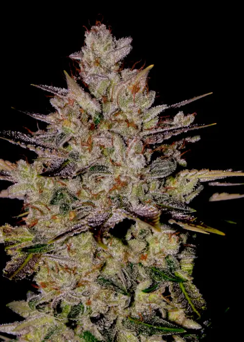 Wedding Cake Auto by STRNG Seeds, Autoflower cannabis strain