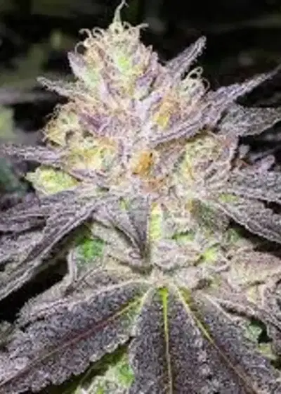 Wedding Cake Bx1 by Seed Junky Genetics, Photoperiod cannabis strain