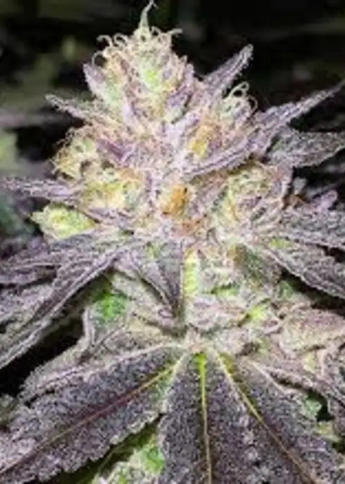 Wedding Cake Bx1 by Seed Junky Genetics, Photoperiod cannabis strain