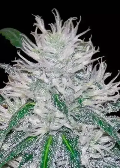 Wedding Cake Fast by Ganja Farmer, Photoperiod cannabis strain