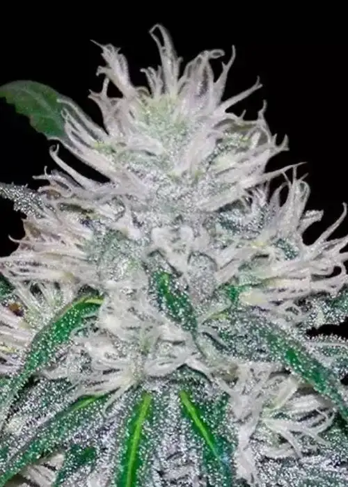 Wedding Cake Fast by Ganja Farmer, Photoperiod cannabis strain