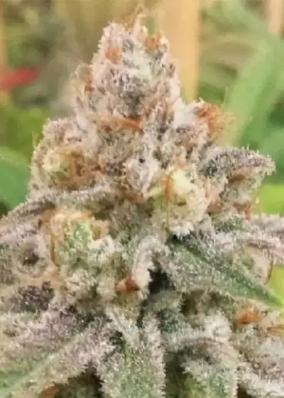Wedding Cake Fem by Seedstockers, Photoperiod cannabis strain