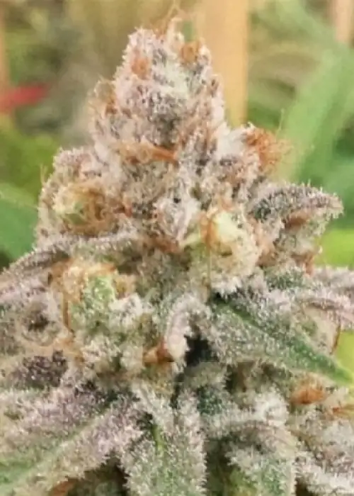 Wedding Cake Fem by Seedstockers, Photoperiod cannabis strain