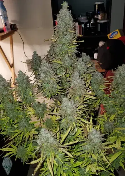 Wedding Cake Kush Fem by 207 Genetics, Photoperiod cannabis strain