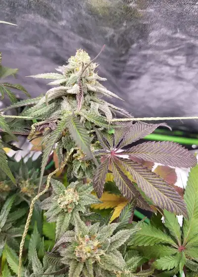 Wedding Cake x Banana Butter Cups by Square One Genetics, Photoperiod cannabis strain