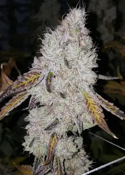 Wedding Cake by Mediseed Man, Photoperiod cannabis strain