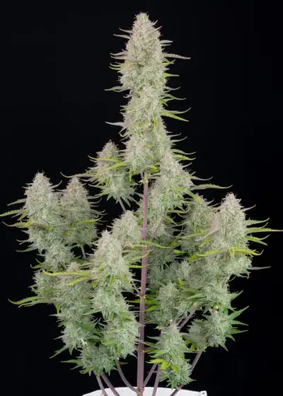 Wedding Cheesecake Auto cannabis strain