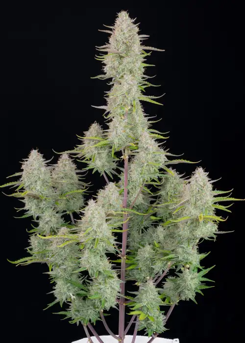 Wedding Cheesecake Auto by Fast Buds, Autoflower cannabis strain