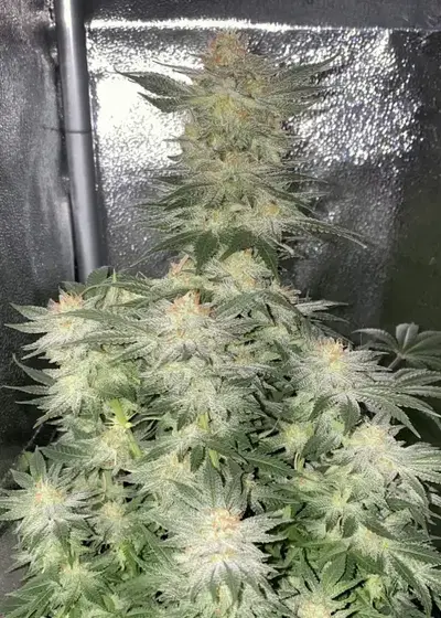 Wedding Cheesecake FF by Fast Buds, Photoperiod cannabis strain