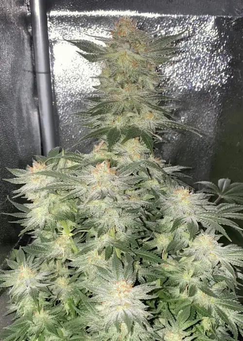 Wedding Cheesecake FF by Fast Buds, Photoperiod cannabis strain