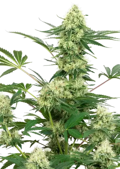 Wedding Cheesecake by White Label, Photoperiod cannabis strain