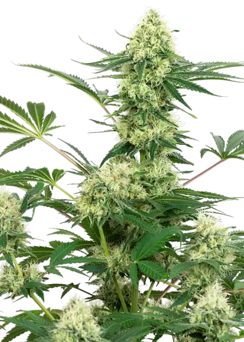 Wedding Cheesecake by White Label, Photoperiod cannabis strain
