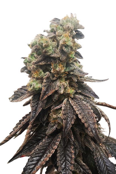 Auto Wedding Crasher by Apex Seeds, Autoflower cannabis strain
