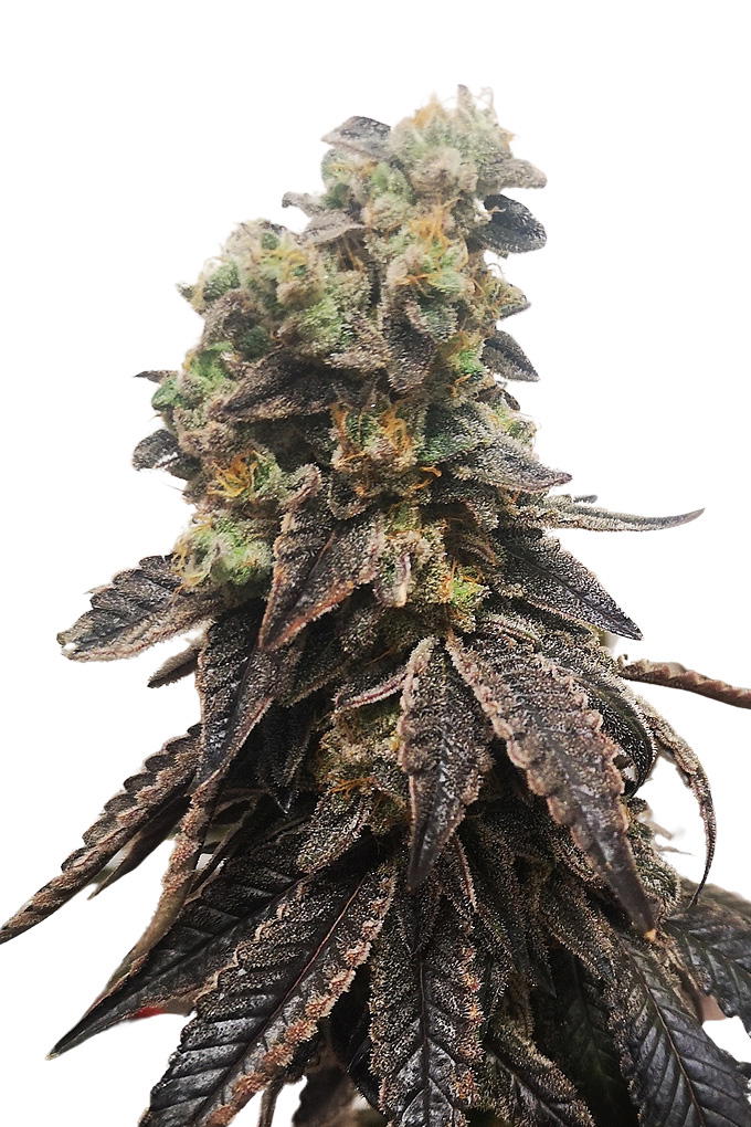 Auto Wedding Crasher by Apex Seeds, Autoflower cannabis strain