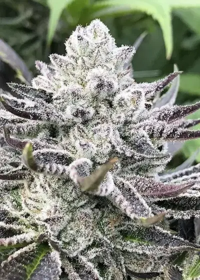 Wedding Crasher by Symbiotic Genetics, Photoperiod cannabis strain