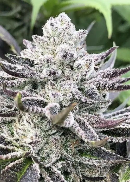 Wedding Crasher by Symbiotic Genetics, Photoperiod cannabis strain