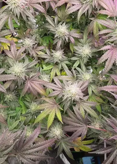 Wedding Fantasy by Cult Classics Seeds, Photoperiod cannabis strain