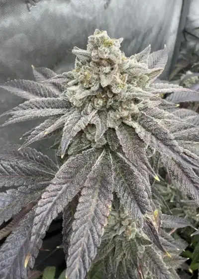 Wedding Gelato by Ganja Farmer, Photoperiod cannabis strain