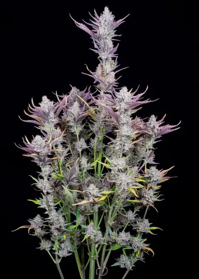 Wedding Glue Auto by Seedstockers, Autoflower cannabis strain