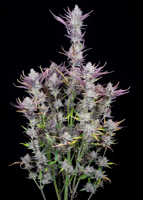 Wedding Glue Auto by Seedstockers, Autoflower cannabis strain