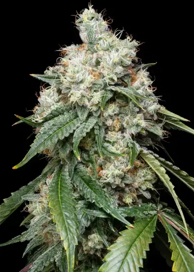 Wedding Pie by Cannarado Genetics, Photoperiod cannabis strain