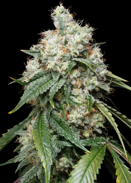 Wedding Pie by Cannarado Genetics, Photoperiod cannabis strain