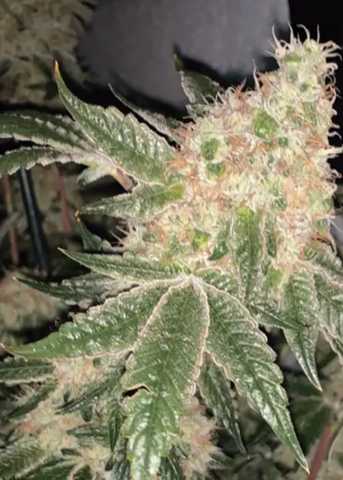 Wedding Potion by The Kush Brothers, Photoperiod cannabis strain