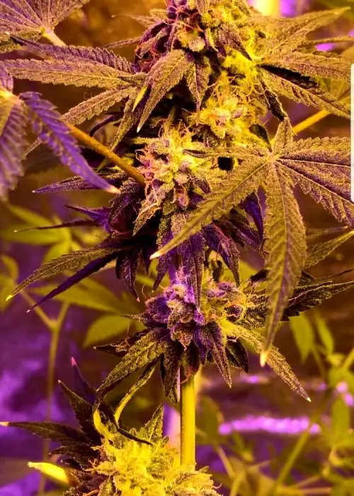 Wedding Zkittles by Holy Smoke Seeds, Photoperiod cannabis strain