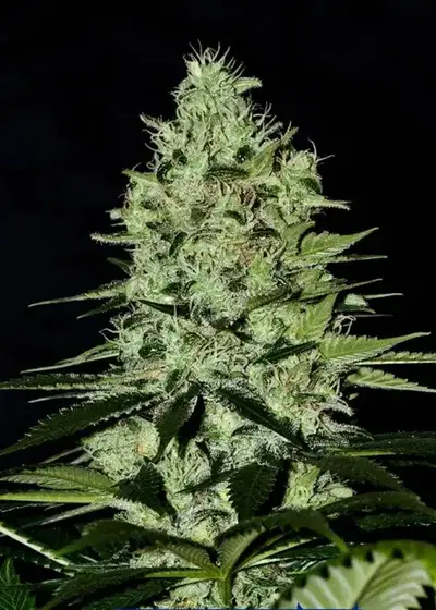 Wernard Auto by Positronics Seeds, Autoflower cannabis strain