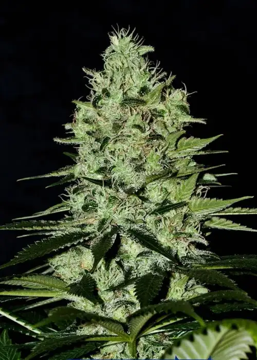 Wernard Auto by Positronics Seeds, Autoflower cannabis strain