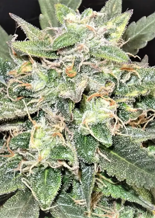 West Coast Bubbles Auto by Sumo Seeds, Autoflower cannabis strain