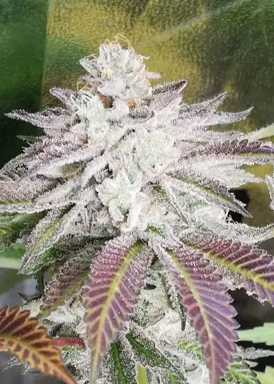 West Coast Bubbles by Sumo Seeds, Photoperiod cannabis strain