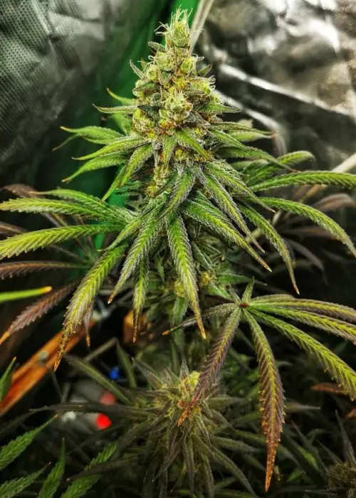 West Coast Diesel by Aztech, Photoperiod cannabis strain