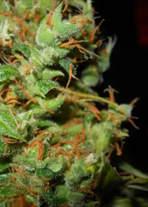 West Coast Willie by Gage Green, Photoperiod cannabis strain