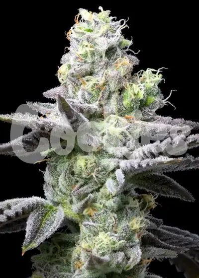 Wet Wet by Cookies Seed Bank, Photoperiod cannabis strain