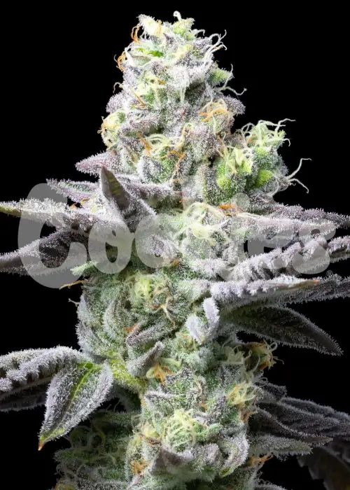 Wet Wet by Cookies Seed Bank, Photoperiod cannabis strain