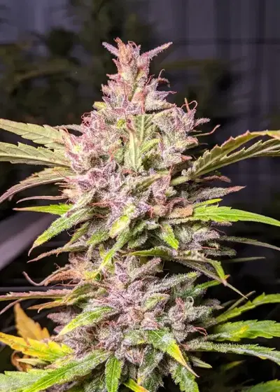 Whiskey Zulu by Twenty20, Autoflower cannabis strain