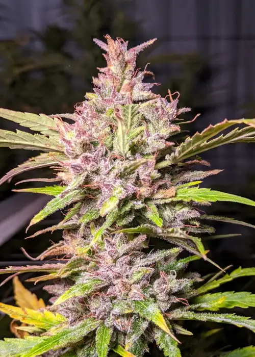 Whiskey Zulu by Twenty20, Autoflower cannabis strain