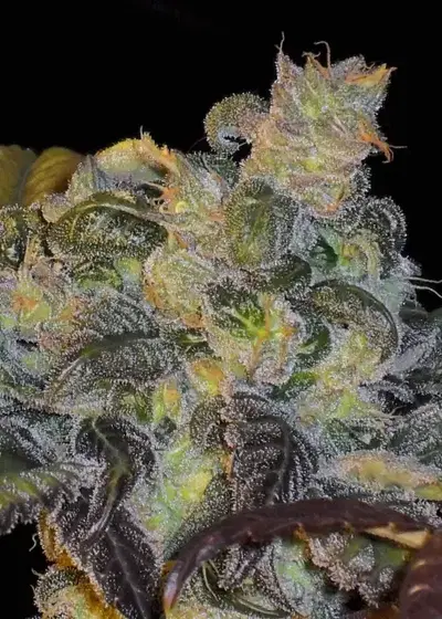 Whitaker Blues by DJ Short, Photoperiod cannabis strain