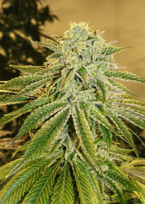 White Banana Auto by Exotic Seed, Autoflower cannabis strain