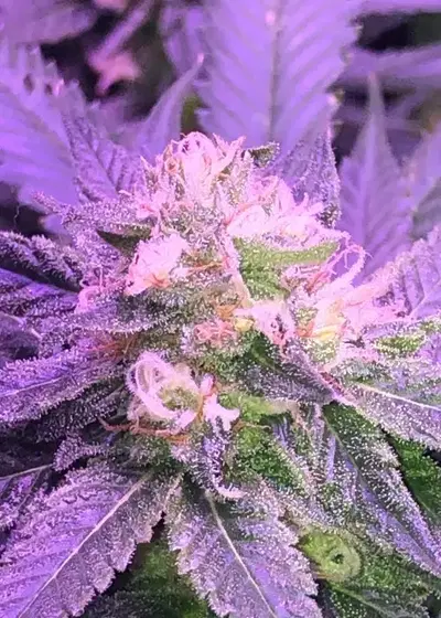 White Berry by Paradise Seeds, Photoperiod cannabis strain