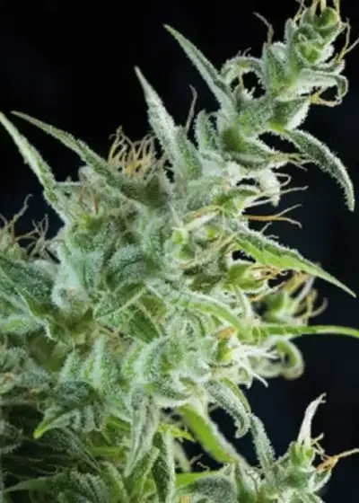 White Bhutanese by Mandala, Photoperiod cannabis strain