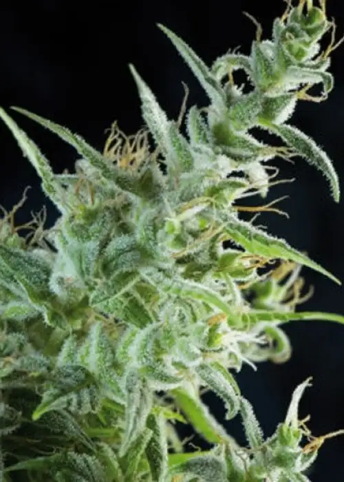 White Bhutanese by Mandala, Photoperiod cannabis strain