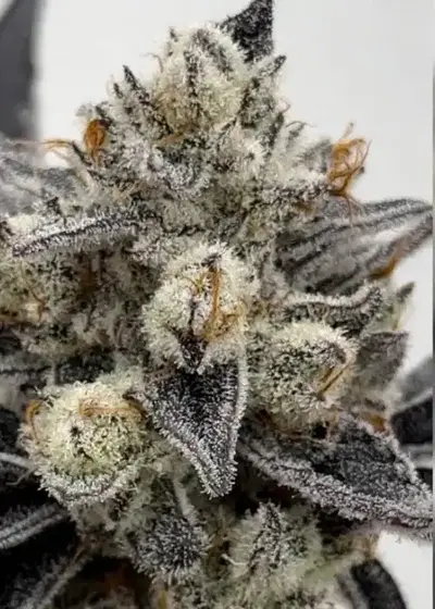 White Burgundy S1 by Beleaf Cannabis, Photoperiod cannabis strain