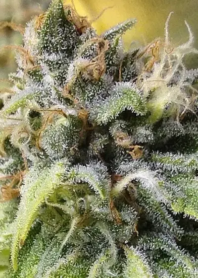 White Buzz by Gage Green, Photoperiod cannabis strain