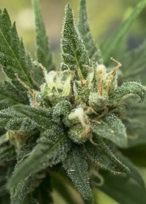White Candy by 710 Genetics, Photoperiod cannabis strain