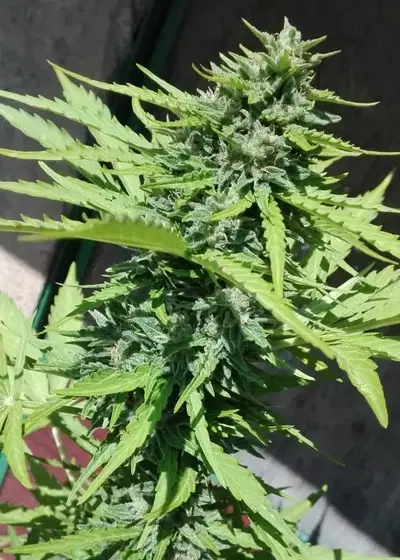 White Cheese Auto by Sumo Seeds, Autoflower cannabis strain