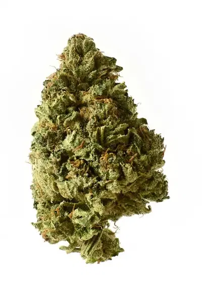 White Choco Autoflower by Amsterdam Genetics, Autoflower cannabis strain