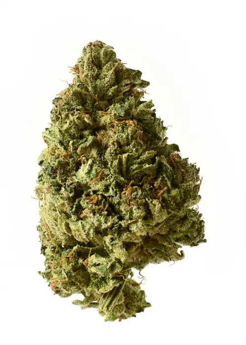 White Choco Autoflower by Amsterdam Genetics, Autoflower cannabis strain
